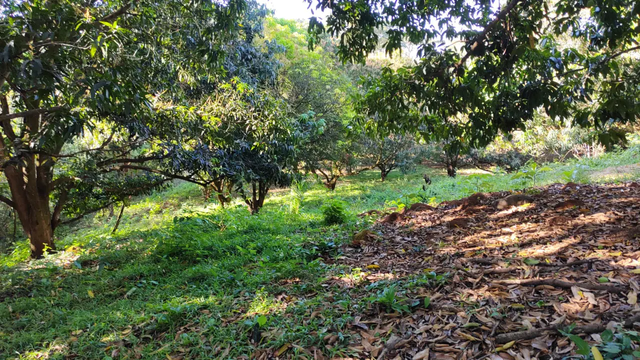 Lote de 22.679 m² con Producción de Mango — Jesús María de San Mateo, Alajuela - 3