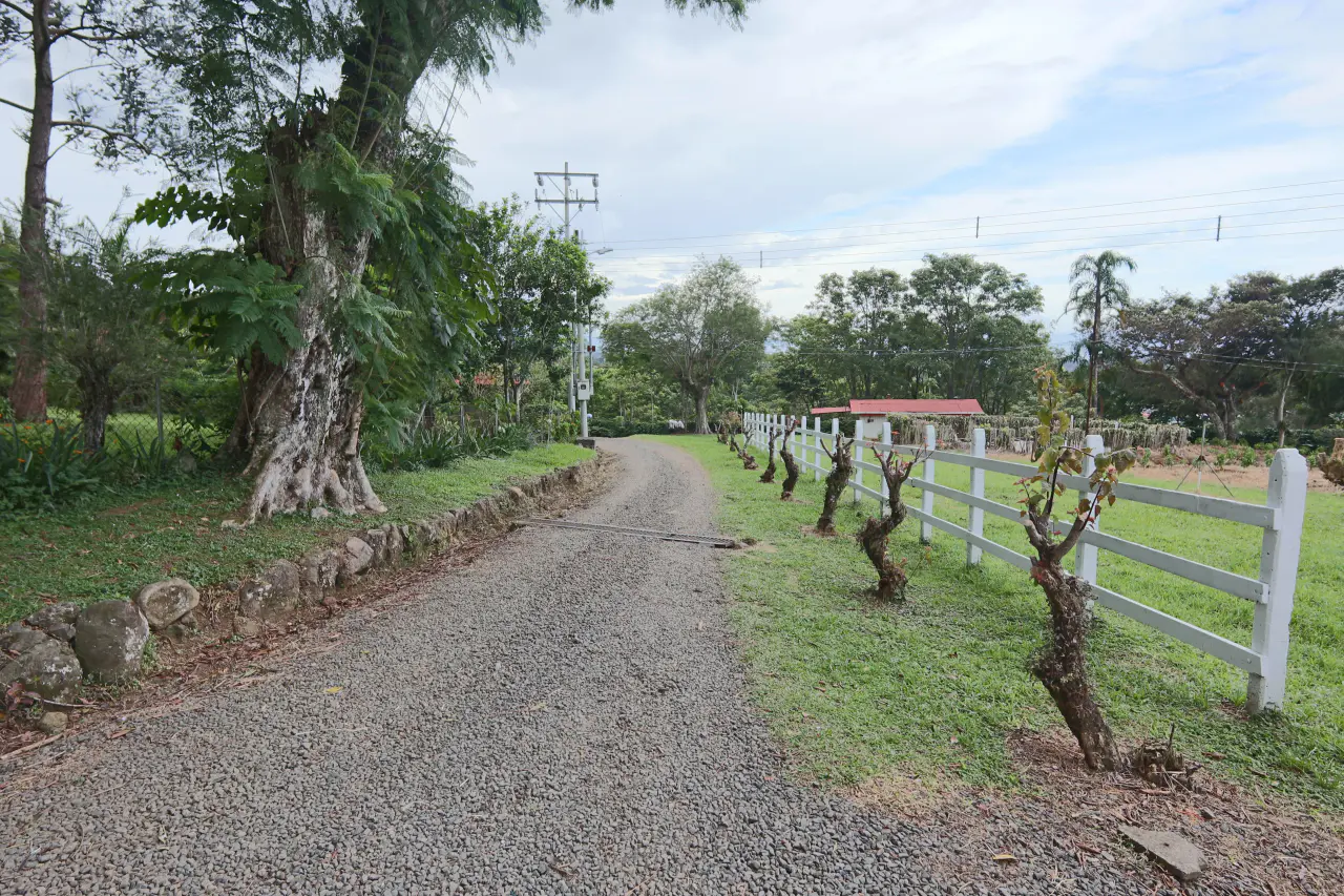 En venta: Finca de café premium con beneficio y gran potencial turístico - 5
