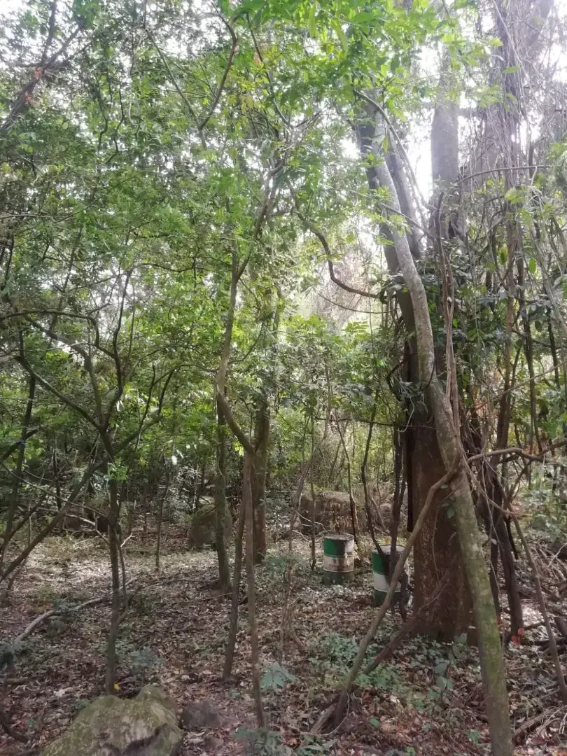 Hermoso lote en Santa Ana para Desarrollador - 2