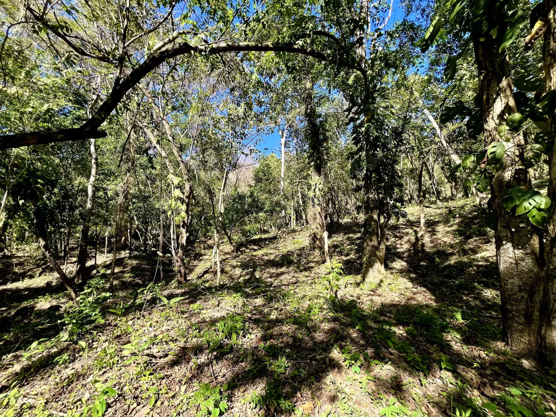 Invest in Nature: Private 5,000 m² Jungle Lots In Mal Pais Minutes from the Beach - main