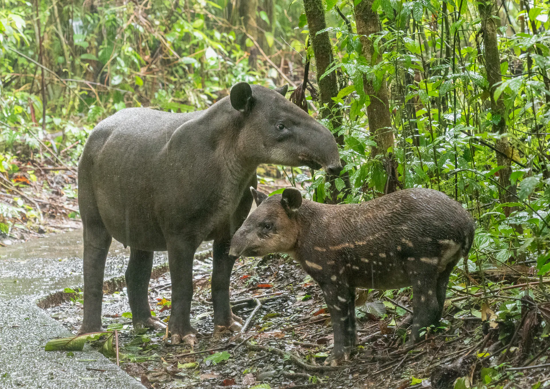 A Baird's tapir and juvenile in a Costa Rican forest.