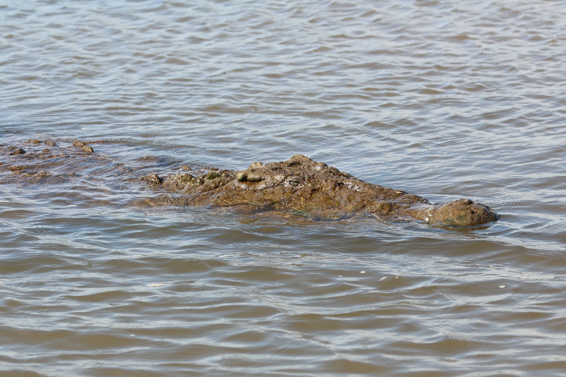 An American crocodile in Río Tárcoles, Costa Rica.