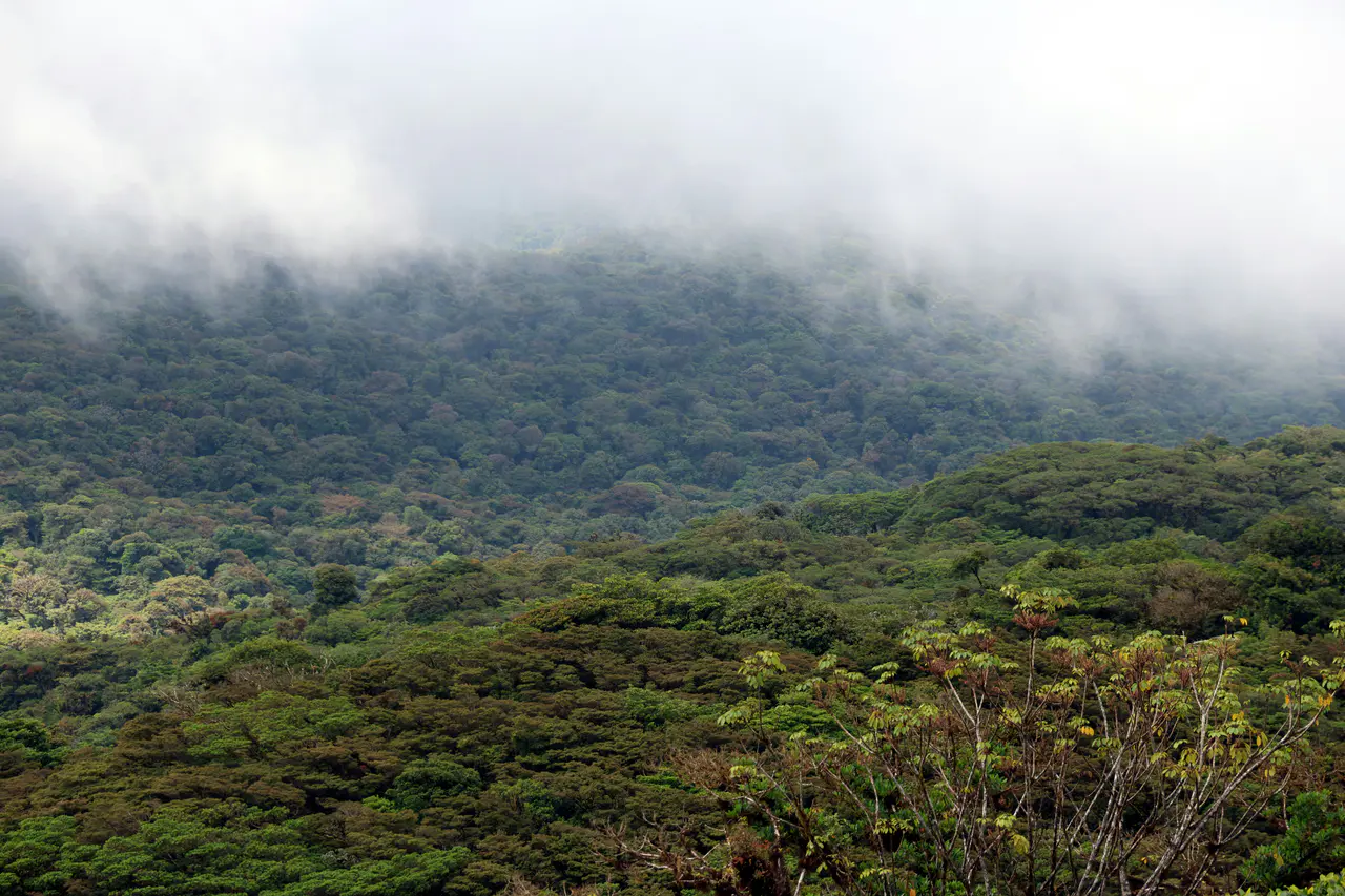 Layered forested ridges below a low cloud bank in Monteverde, Costa Rica.