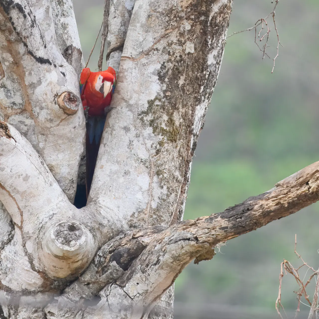 A Scarlet Macaw at the main entrance to Carara National Park.