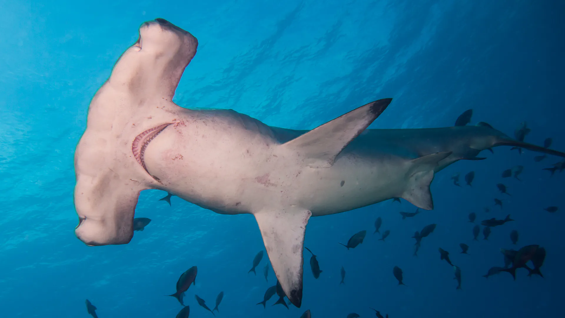 A scalloped hammerhead shark underwater at Cocos Island, Costa Rica.
