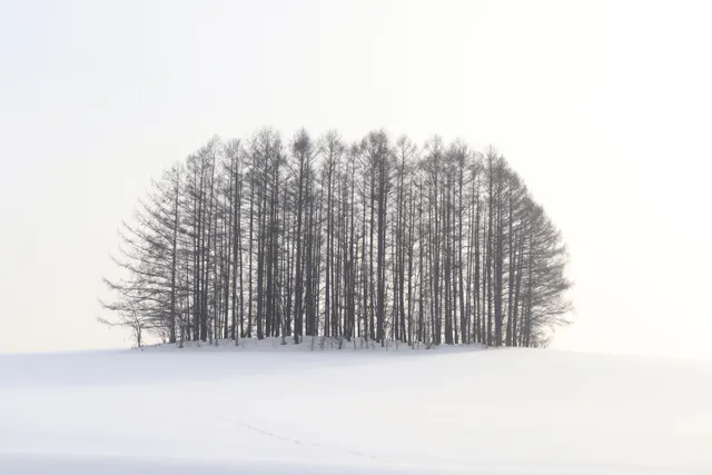 A stand of bare larches on a snow field under a white winter sky.