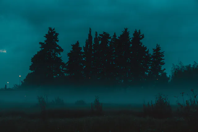 Silhouetted conifers behind low fog at twilight, a single warm street lamp at the left.