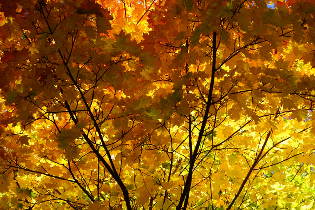 Backlit yellow and orange maple leaves filling the frame, dark branches crossing them.