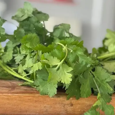 Culantro