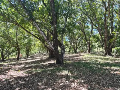 VENTA / Terreno en Coyolar, Orotina, Alajuela 3