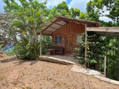 Finca de café y árboles frutales en Puriscal 3