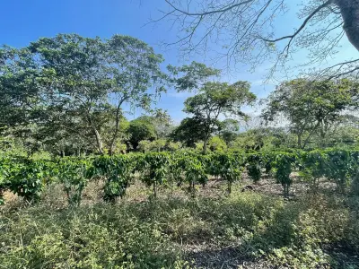Venta Finca de Cafe Atenas 4