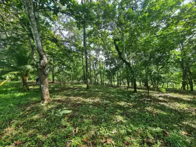 Farm for sale in Orotina 2