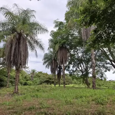 Terreno Garabito: Lote de 4 Acres en Comunidad Eco Desarrollo 5