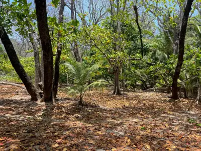 Lote frente al mar en el corazón de Santa Teresa listo para construir 4