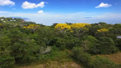 Beautiful flat land in Delicias de Montezuma