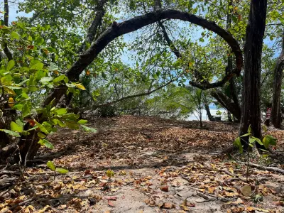 Lote frente al mar en el corazón de Santa Teresa listo para construir 2