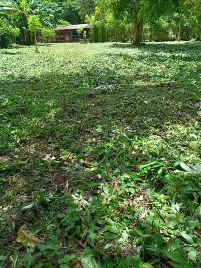 Lote con ubicación estratégica en Las Monas, Jacó – Cerca de playas, cascadas y todos los servicios. 2