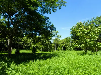 Excelente Lote de 1 Hectárea en Parrita – Oportunidad para Desarrollo Residencial 3