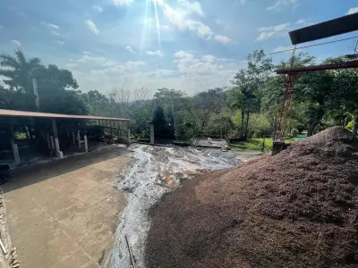 Venta Finca de Café, Beneficio y casa en Atenas 5