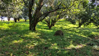 22,679 m² Lot with Mango Production — Jesús María de San Mateo, Alajuela