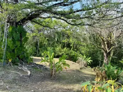 Jungle Lot 1,494 m² in Delicias with Container Storage & Home Potential | 15 Min to Playa Carmen 4