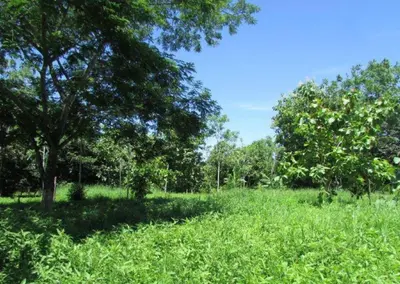 Unique Opportunity: 10.5 Hectare Extensive Land in Palo Seco, Parrita, with Main Road Access 4
