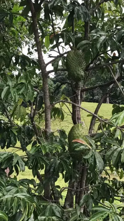 Amplio terreno agrícola y ganadero de 83 hectáreas en Sarapiquí, Heredia 2