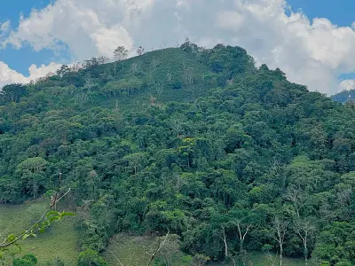 Finca de café y árboles frutales en Puriscal 5