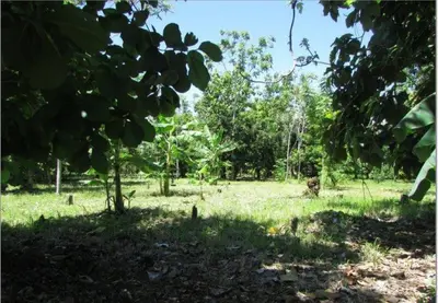 Unique Opportunity: 10.5 Hectare Extensive Land in Palo Seco, Parrita, with Main Road Access 3