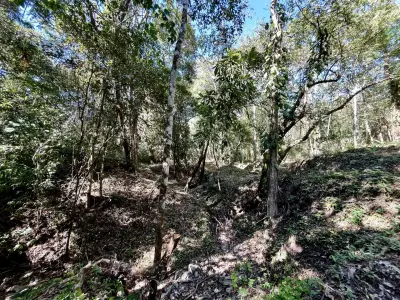 Invest in Nature: Private 5,000 m² Jungle Lots In Mal Pais Minutes from the Beach 3