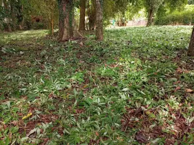 Lote con ubicación estratégica en Las Monas, Jacó – Cerca de playas, cascadas y todos los servicios. 5