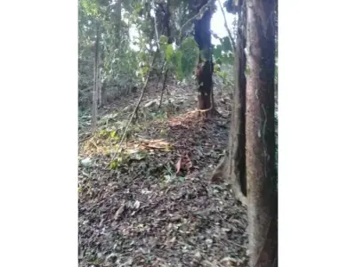 Nature Oasis in Quepos. 4