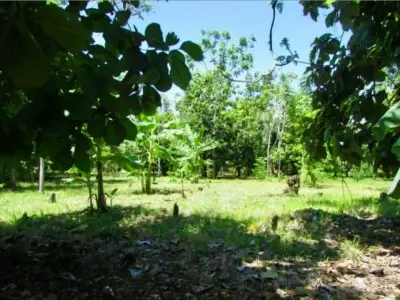 Más de 1 Hectárea en Venta en Parrita – Ideal para Urbanización Residencial 2