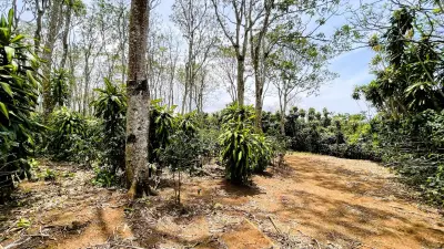 Land For Sale In San Isidro, San Ramon 2