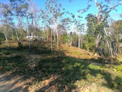 Oasis en la jungla: crea la escapada de tus sueños 1