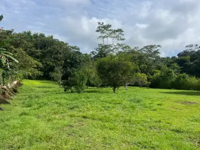 Spacious 2,600 m2 Lot with Fruit Trees near Santa Teresa - Ready to Build 4