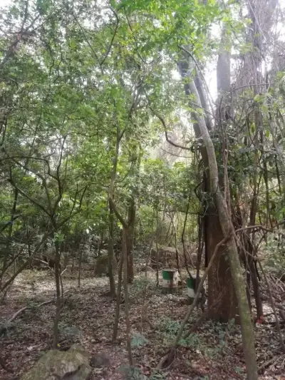 Beautiful lot in Santa Ana for a Developer 2