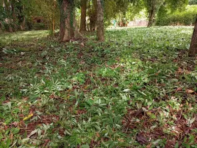 Votre coin de paradis dans le Pacifique Central du Costa Rica ! 5