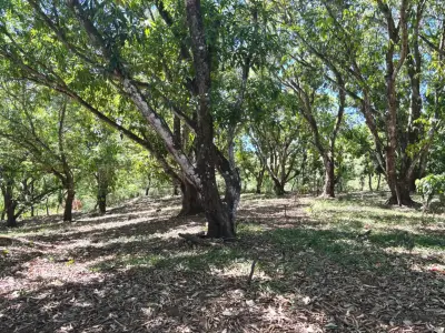 Vente / Très Beau Terrain, Coyolar, Orotina, Alajuela 3