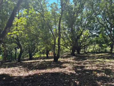 Vente / Très Beau Terrain, Coyolar, Orotina, Alajuela 2