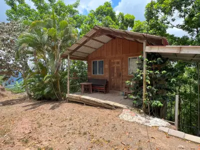 Finca avec caféiers et arbres fruitiers à Puriscal 3