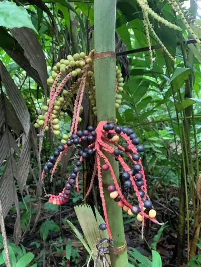 Magnifique propriété touristique de 480 000 m² à Alajuela 4