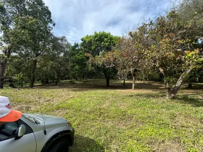 10,346 m² Lot with Fruit Trees in Orotina, Alajuela 3