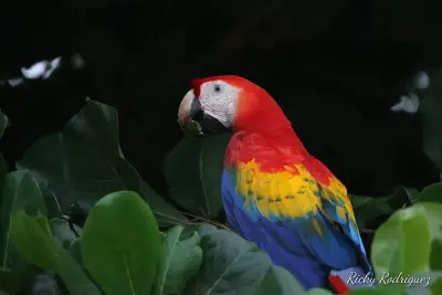 Terrain avec vue sur la montagne 2