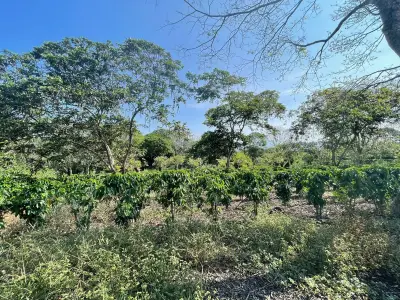 Vente de café à Atenas 4