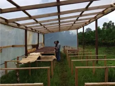 À Vendre : Plantation De Cacao En Production Et En Croissance 3