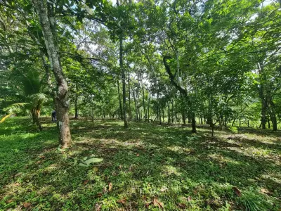 Ferme à vendre à Orotina 2