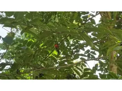 102 hectares de terrain à Nanabri, Limón 4