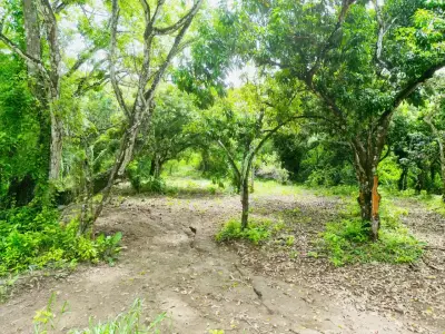Enchanting 9,800 m² Land Surrounded by Jungle and Nature. A Peaceful Retreat Near Santa Teresa, Mal País, and Cabuya 4
